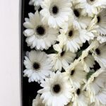 Gerbera white2