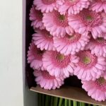 Gerbera pink 5