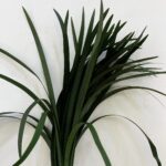 china grass 1