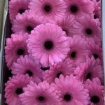 Gerbera pink 6