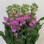 matthiola iron pink