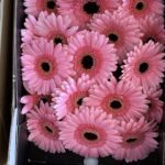 جربيرا دبل كلر وردي 2