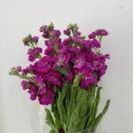 ماتيولا فوشي