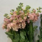 ماتيولا بطيخي