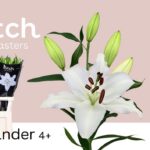 هولندي- Casablanca White