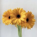 Gerbera yellow 2