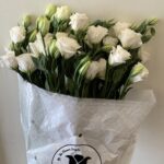 استوما ابيض