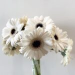 Gerbera white