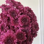 كريز بنفسجي 10 اغصان