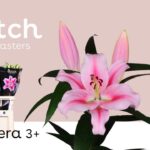هولندي casablanca pink