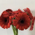 Gerbera red