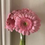 Gerbera pink