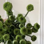 Chrys green2
