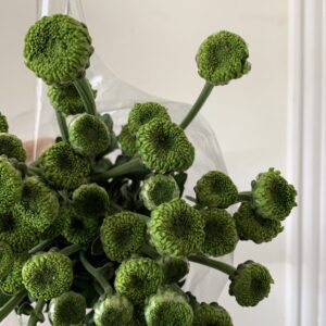 Chrys green2