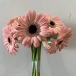 جربيرا لايت بينك هولندي