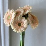 جريبيرا سكري