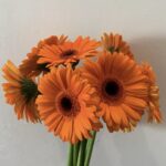 Gerbera orange