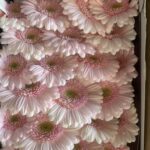 gerbera baby pink
