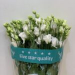 Eustomia white2 - 5 pic