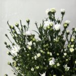 aster white