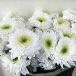 chrys white holand
