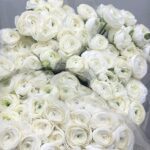 Ranunculus white