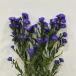 Aster move