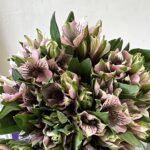 ALSTROEMERIA Pink