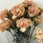 Carnation B