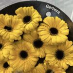 Gerbera yellow 4