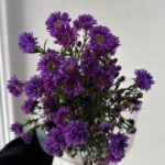 Aster move2