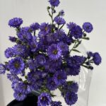 Aster move