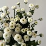 SPRY CHRYS WHITE