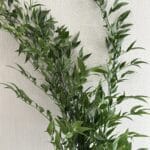 RUSCUS ITALYAN