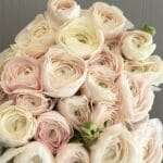 روناكلوس بينك