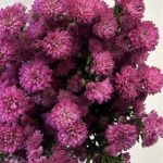 aster fushi