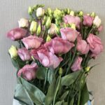 استوما وردي5 اغصان