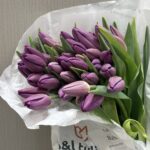 Tulip purple