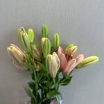 lily pink holand10