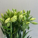 lily white holand 10