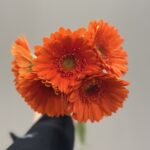 جريبيرا برتقالي
