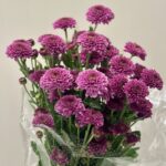 كريز بنفسجي