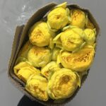 بيبي قاردن اصفر