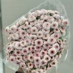 spry chrys baby pink