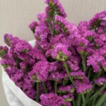 statice fuchsia (نسخة)