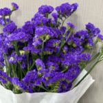 statice purpel (نسخة)