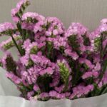 statice pink (نسخة)