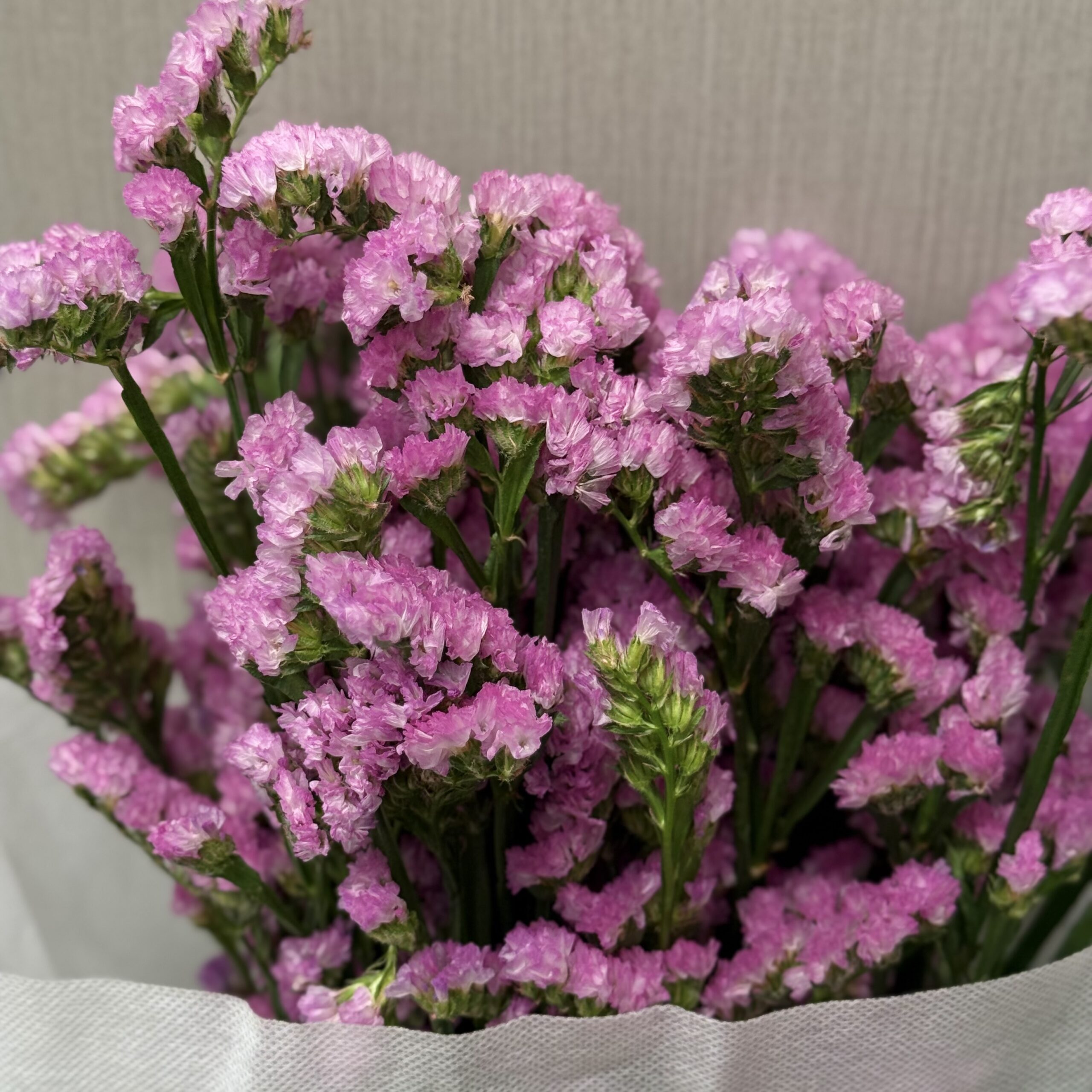 IMG_0624 statice pink - الصورة 1