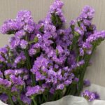 statice purple 2 (نسخة)