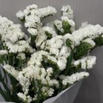 ستاتيس ابيض (نسخة)